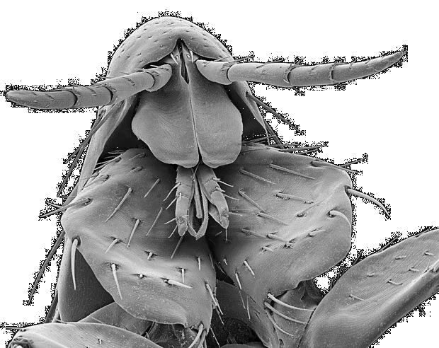 Electronic microscopy of a human flea published by <i>The Telegraph</i>  http://bit.ly/23TrYkq